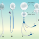 Condom Catheter Sizes